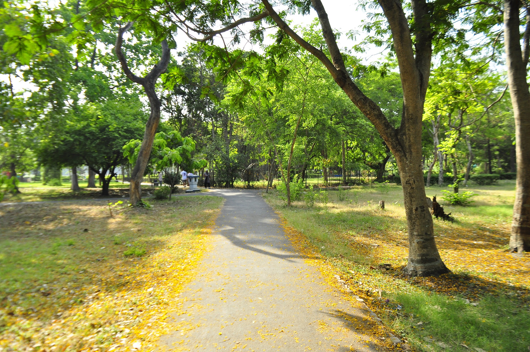 Nikon D5000 sample photo. A walk way photography