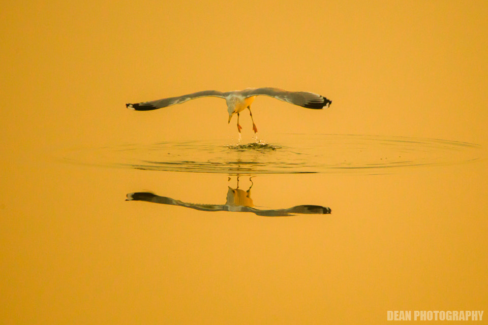 Canon EOS-1D Mark IV sample photo. Jump photography