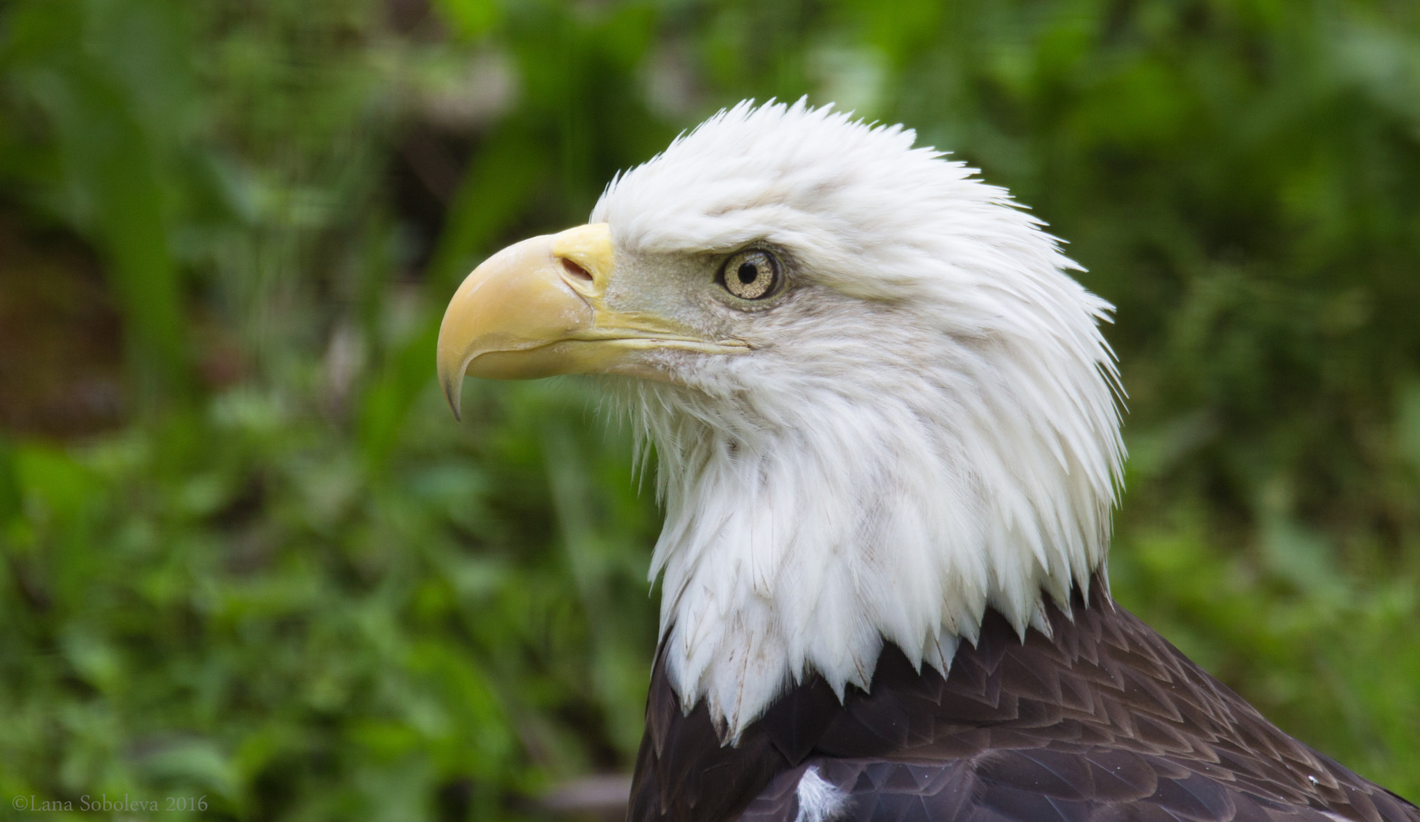Sigma 150-600mm F5-6.3 DG OS HSM | C sample photo. Bald eagle photography