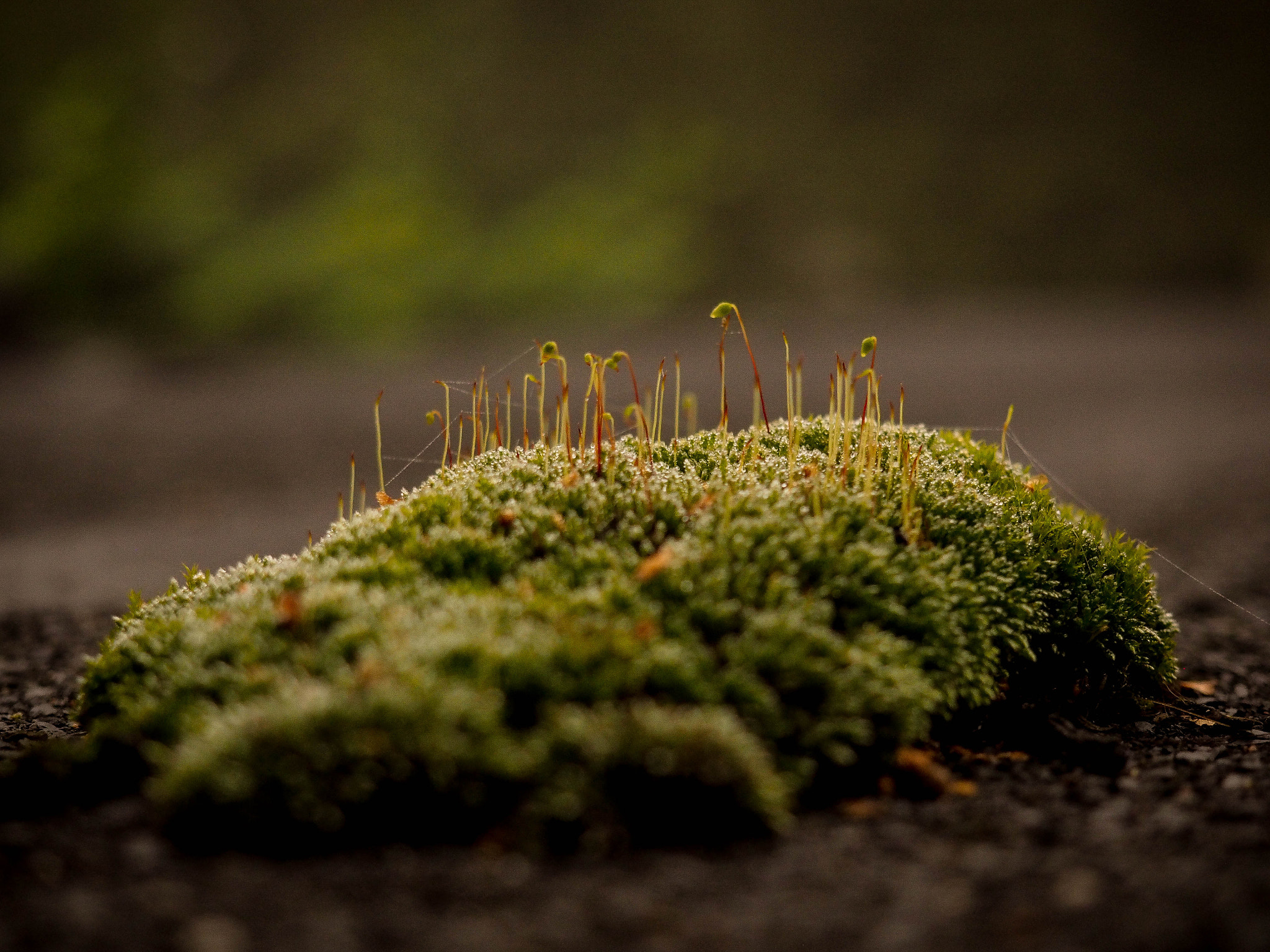Olympus M.Zuiko Digital 14-42mm F3.5-5.6 II R sample photo. Moss-island at 6 a.m. photography