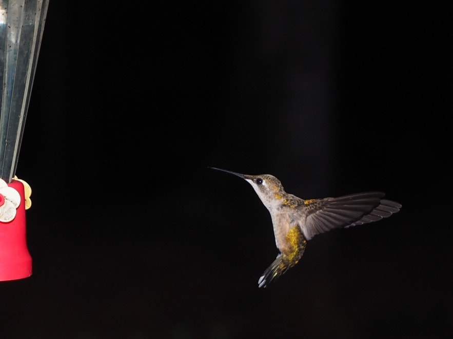 Olympus OM-D E-M5 II + Olympus M.Zuiko Digital ED 12-40mm F2.8 Pro sample photo. Hummingbird photography