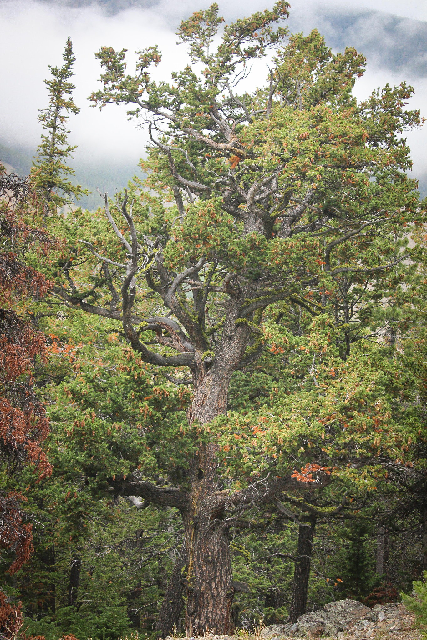 Canon EF-S 18-55mm F3.5-5.6 IS sample photo. Loved the gnarled look of this tree. found while e ... photography