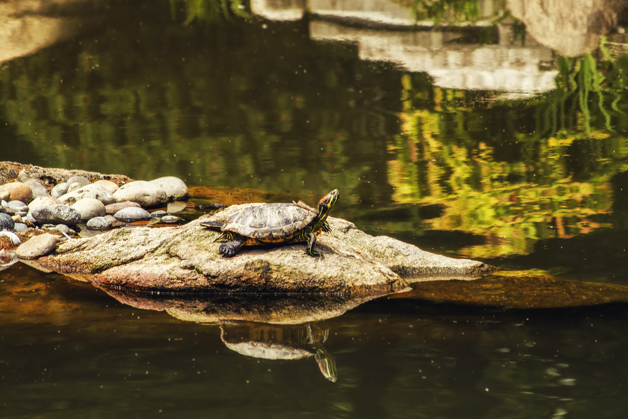Canon EF 70-300mm F4-5.6 IS USM sample photo. Red eared turtle photography
