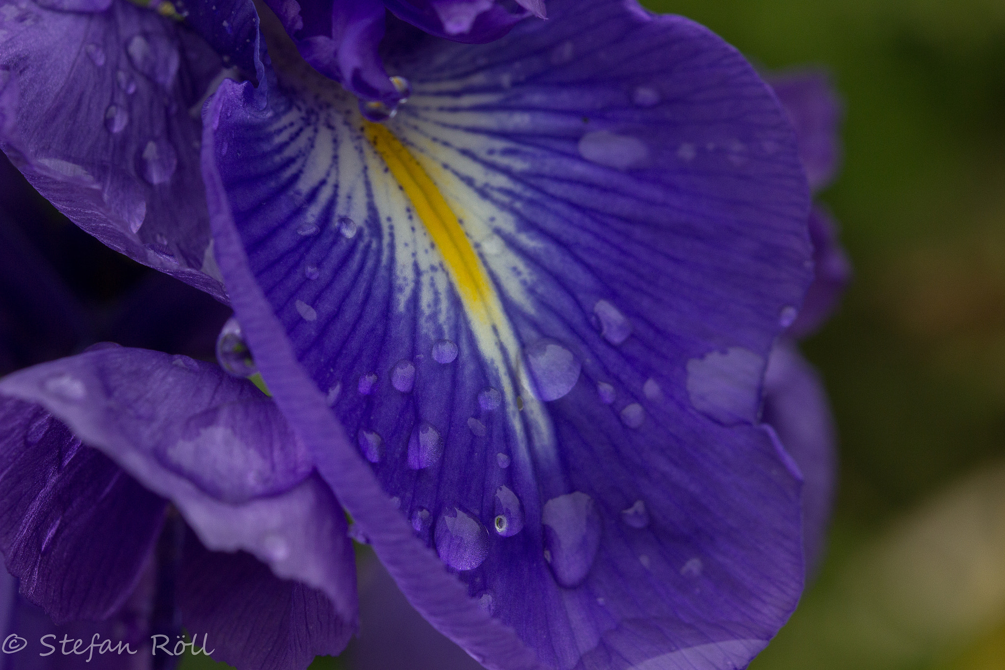 Sigma 105mm F2.8 EX DG OS HSM sample photo. Just a flower photography