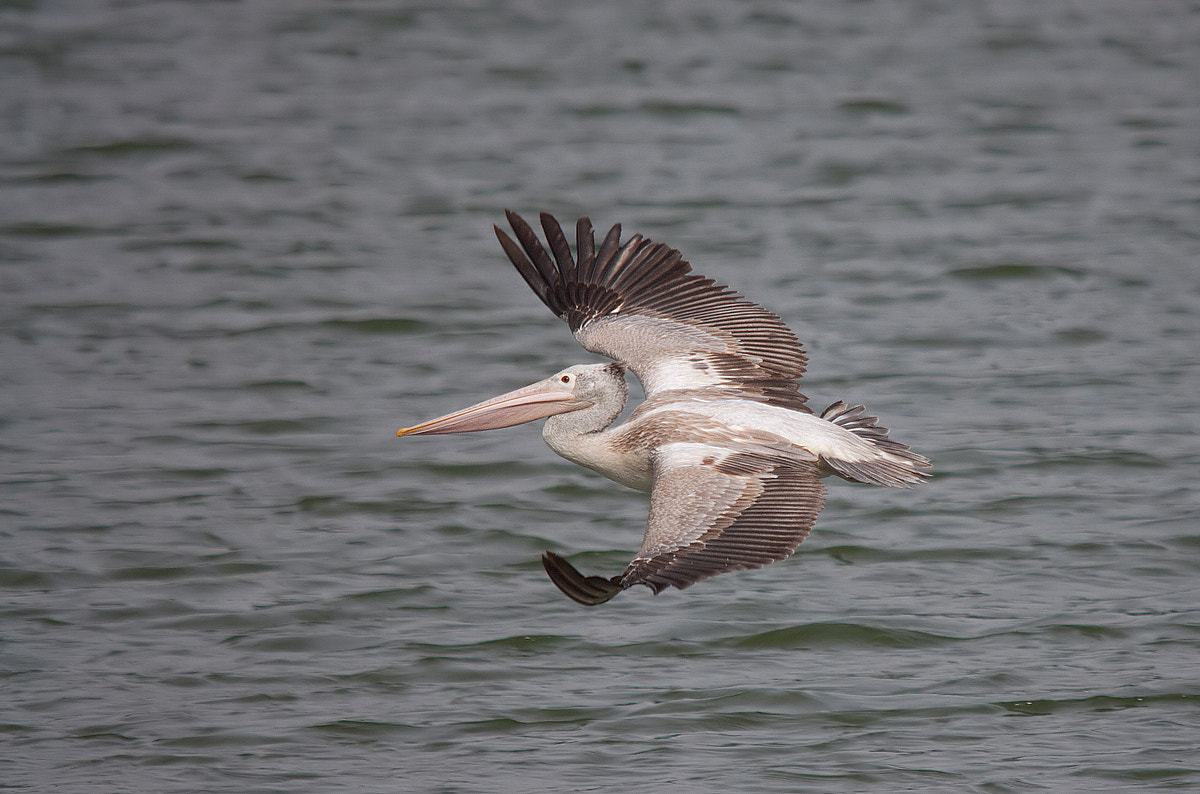 Sigma 150-500mm F5-6.3 DG OS HSM sample photo. Pelican in flight photography