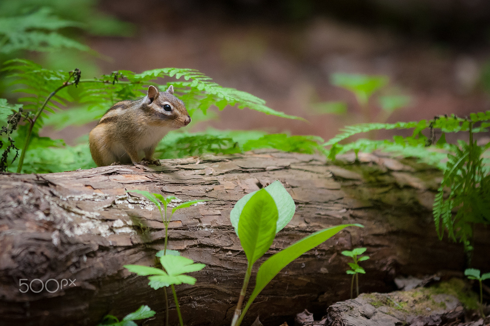 Canon EOS 40D sample photo. Dweller of forest photography