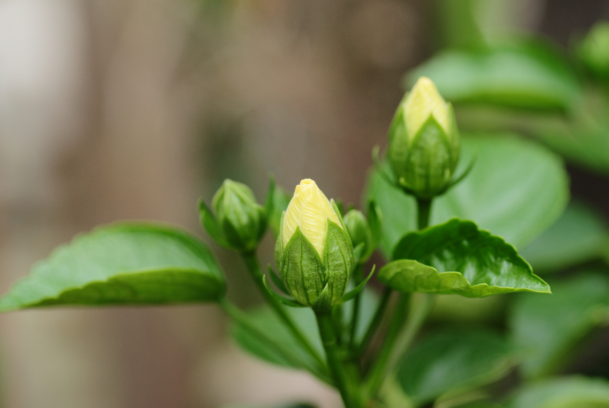 Tamron SP AF 90mm F2.8 Di Macro sample photo. Blooming 6 photography
