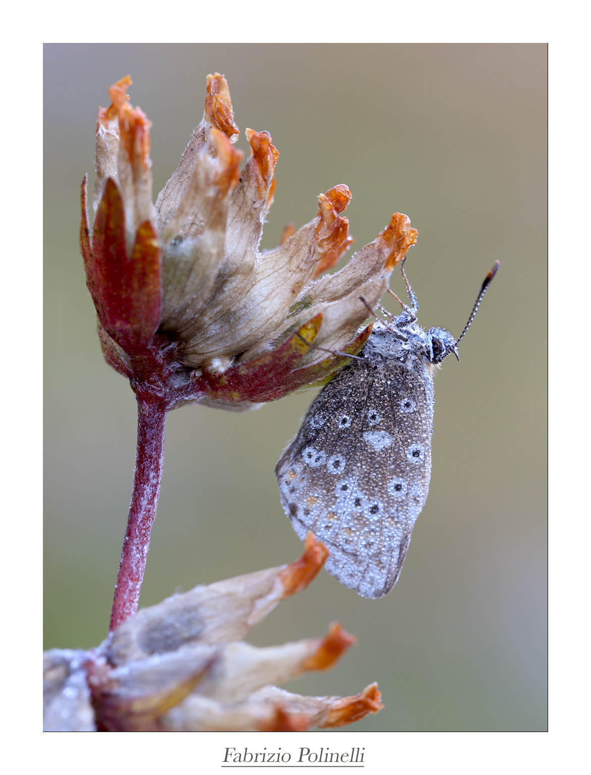 Canon EF 100mm F2.8L Macro IS USM sample photo. Copia photography