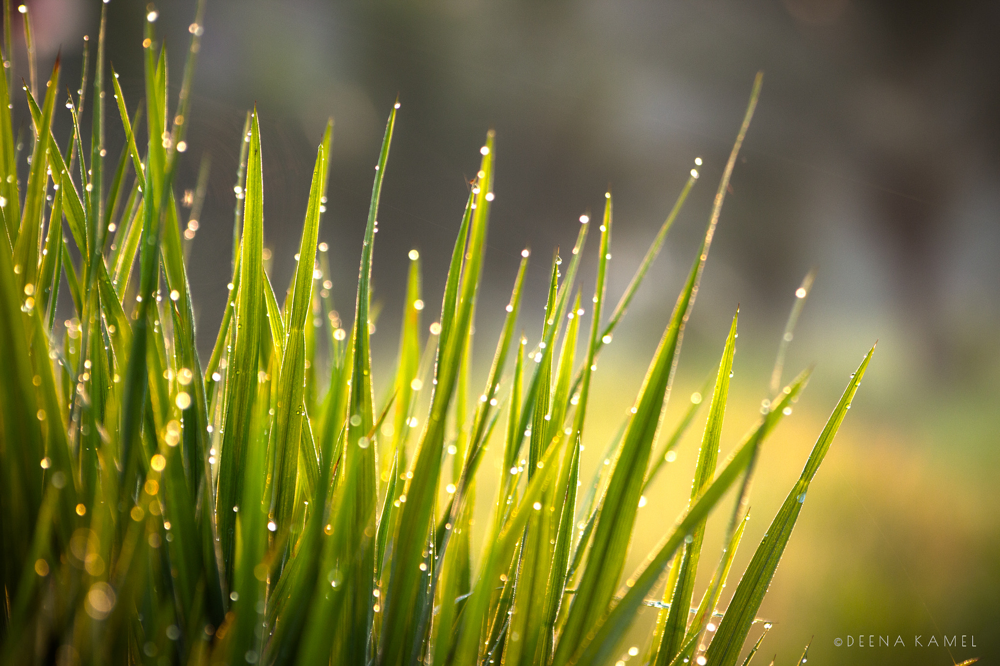 Sigma 70-300mm F4-5.6 APO DG Macro sample photo. Serenity photography