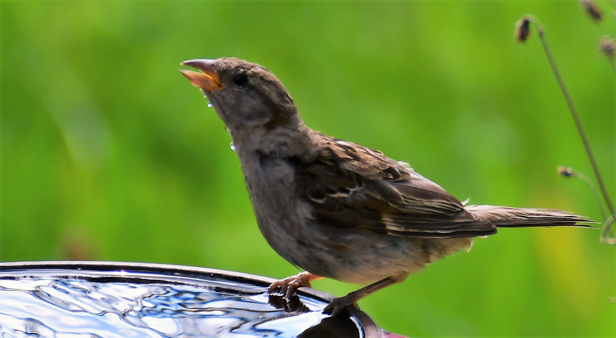 Nikon D500 sample photo. Moineau photography