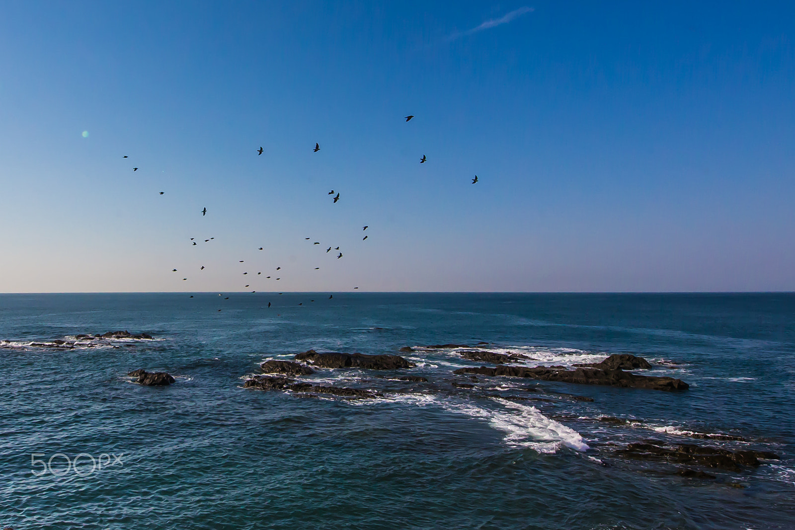 Canon EOS-1D X sample photo. Green pigeons above the reef photography