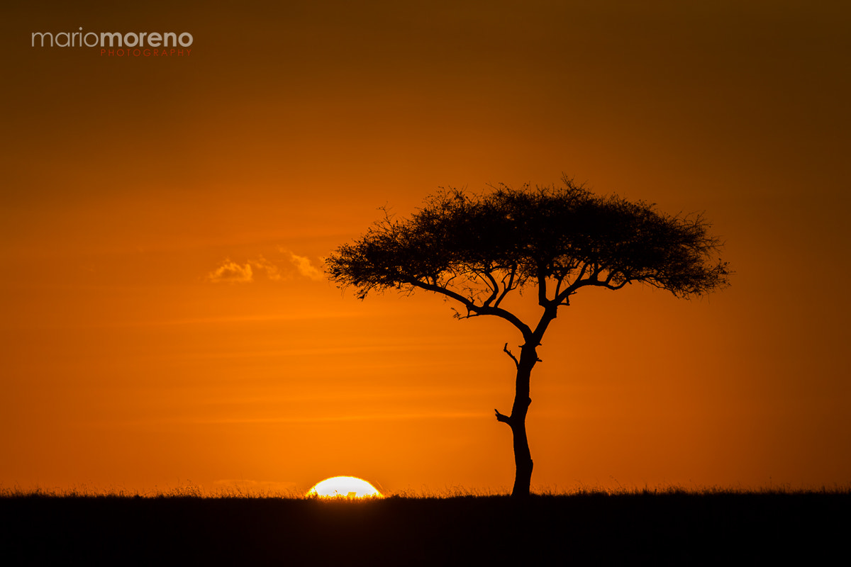 Canon EF 300mm F2.8L IS USM sample photo. Francis's tree photography