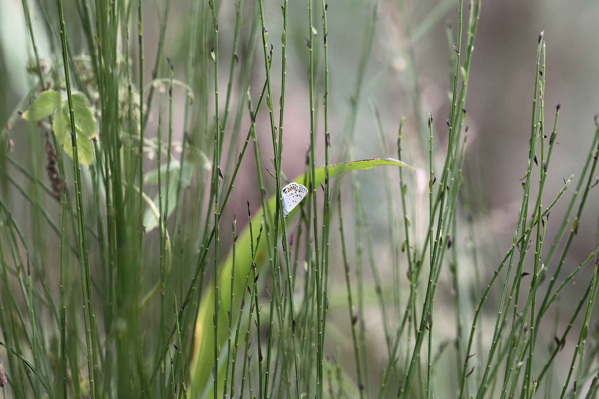 Canon EF 300mm F2.8L IS USM sample photo. . photography