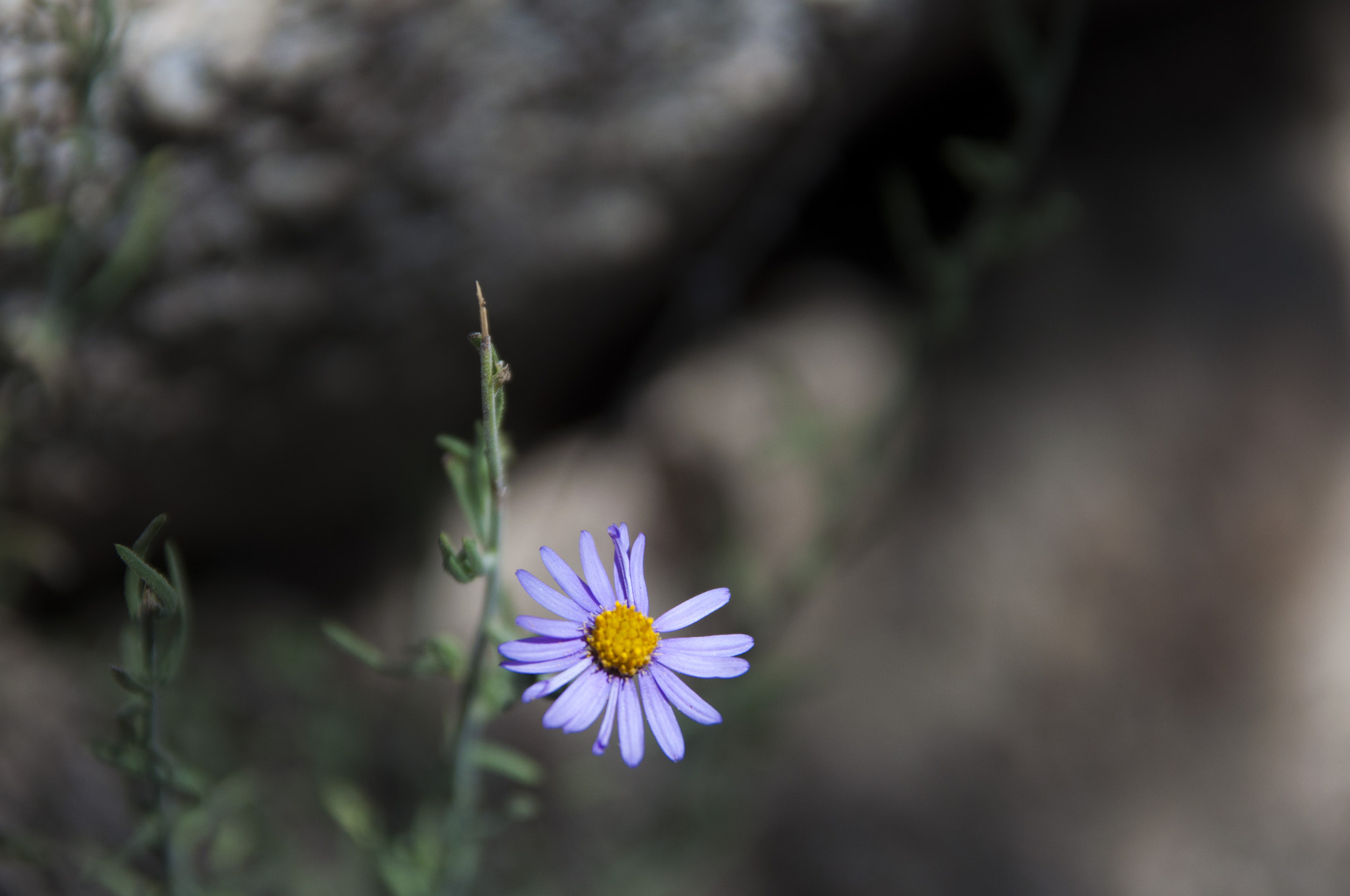 Sigma 17-70mm F2.8-4 DC Macro OS HSM sample photo. Lonely flower photography