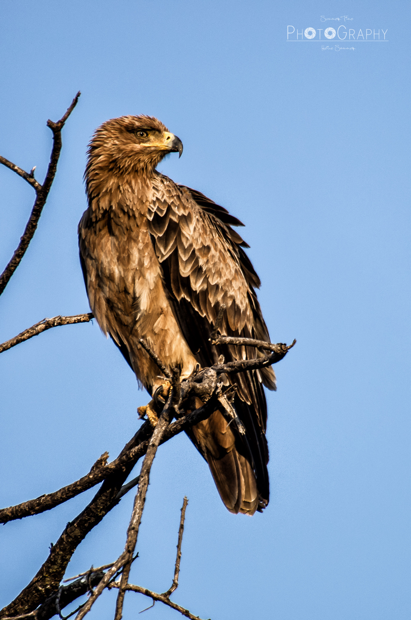 Sigma 50-500mm F4.5-6.3 DG OS HSM sample photo. Tawny eagle photography