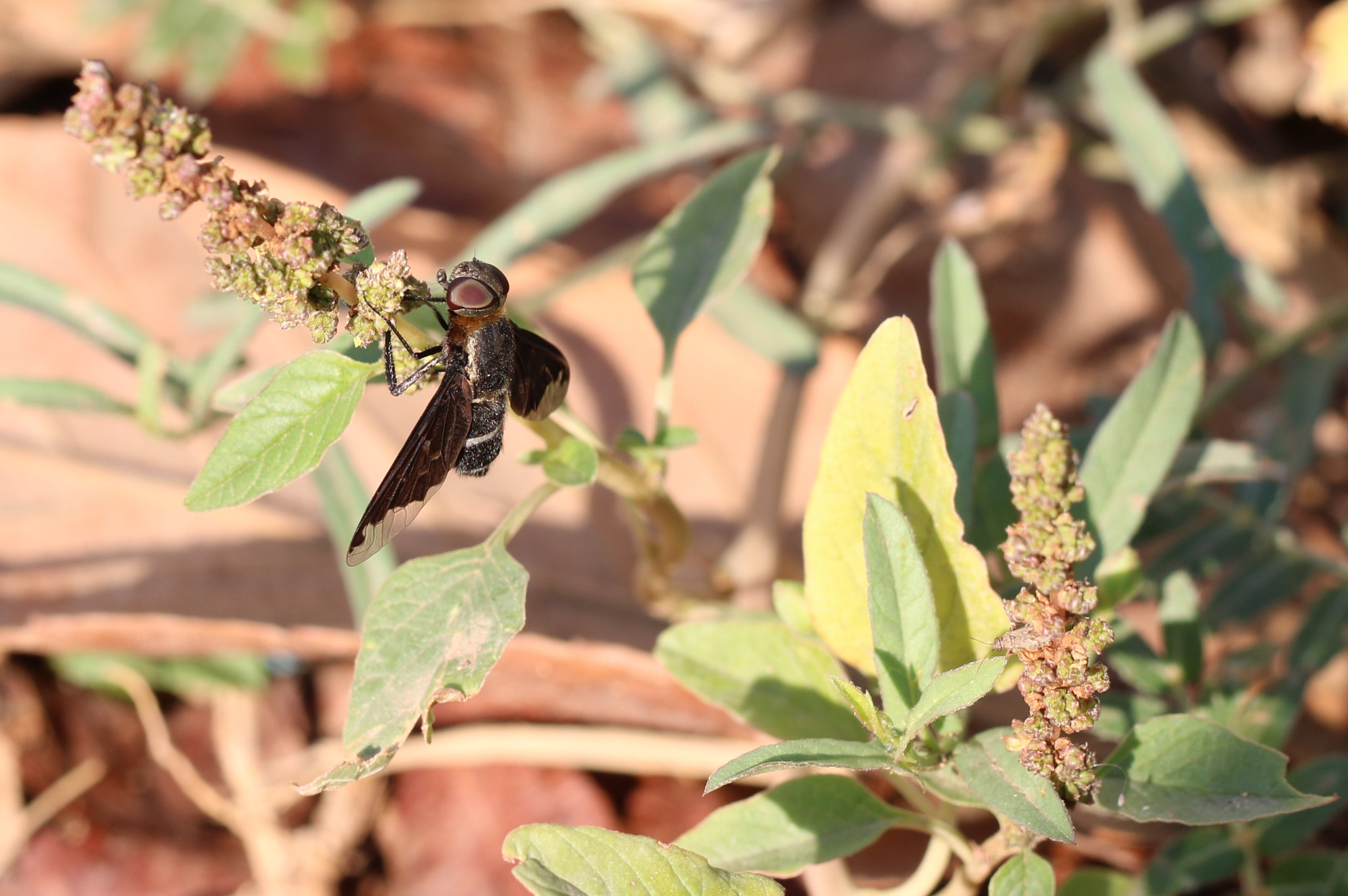 Canon EOS 760D (EOS Rebel T6s / EOS 8000D) + Canon EF 100mm F2.8L Macro IS USM sample photo. Bee photography