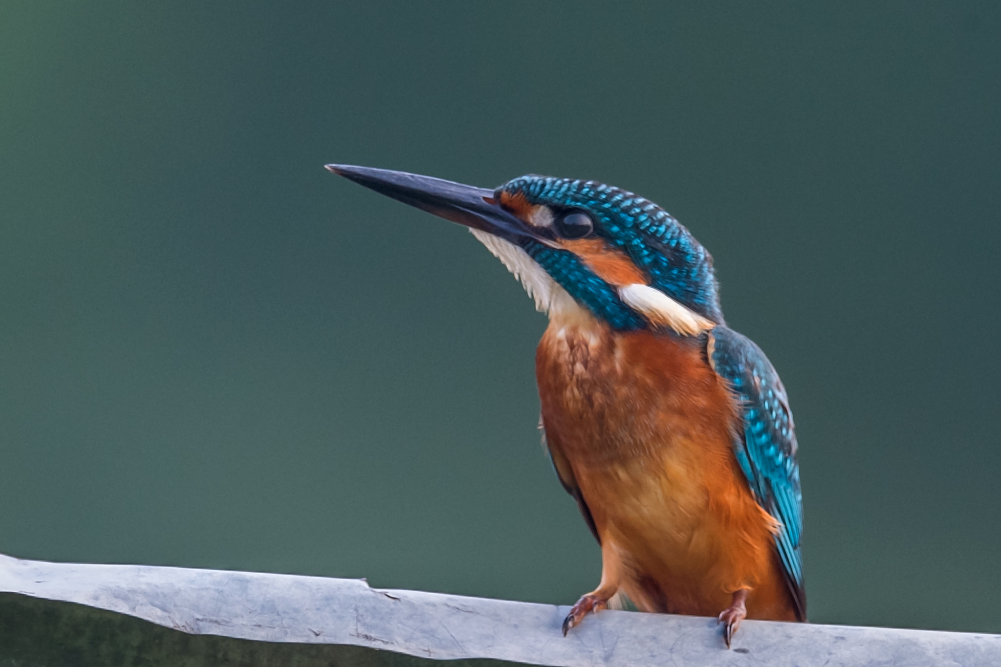 Nikon AF-S Nikkor 800mm F5.6E FL ED VR sample photo. Common kingfisher photography