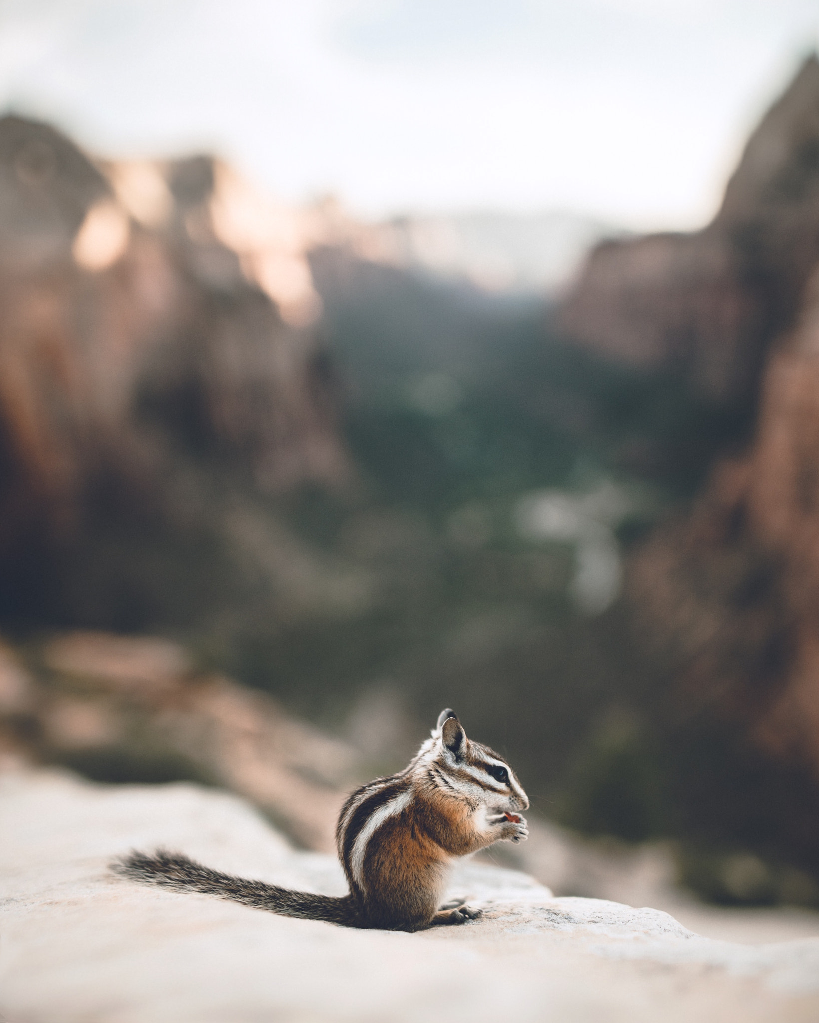 Sony a7R II + Sigma 24mm F1.4 DG HSM Art sample photo. He literally went in my backpack and took a berry, but posed for me afterwards photography