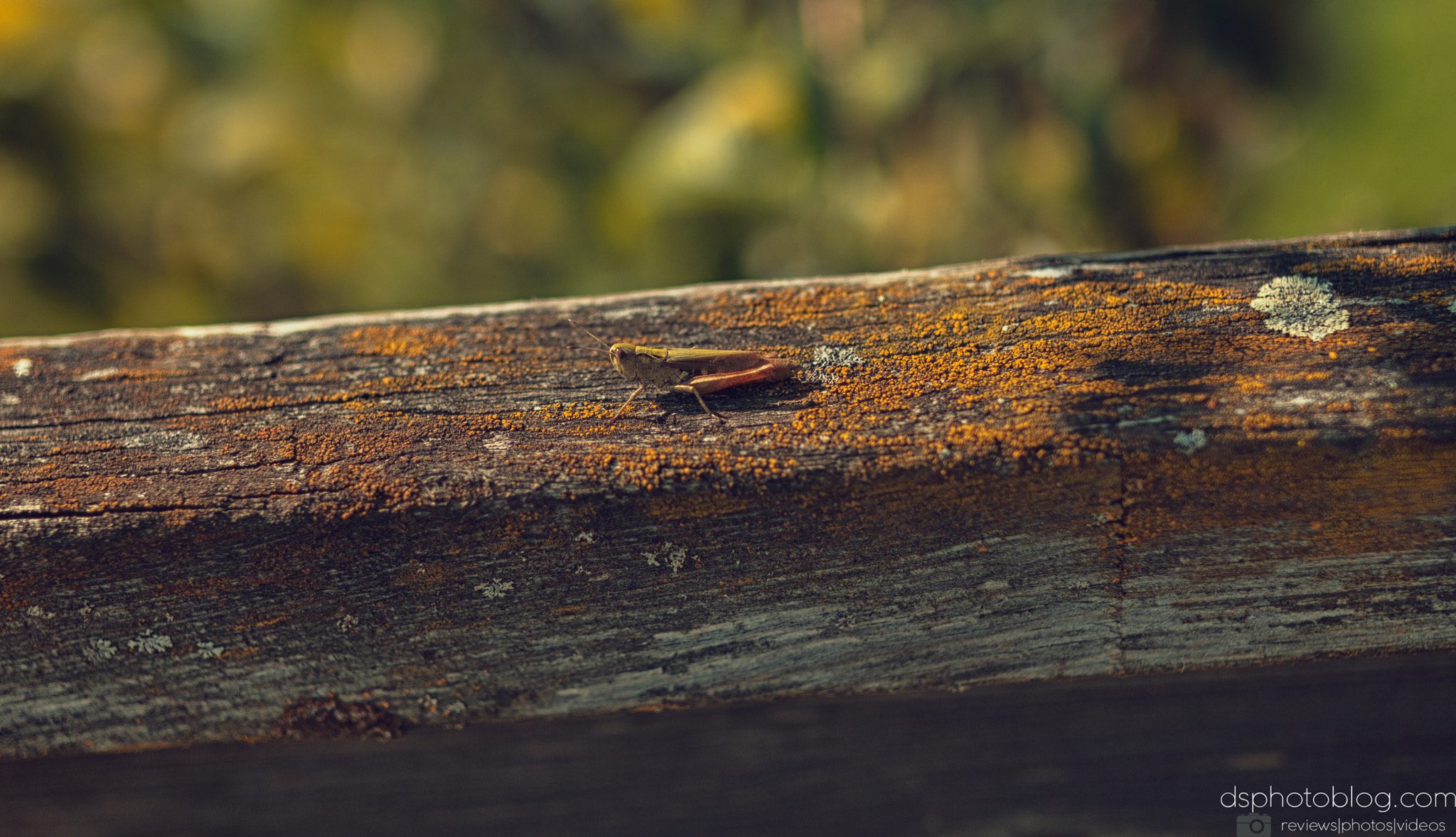 Sigma 24mm F1.4 DG HSM Art sample photo. Grasshopper photography