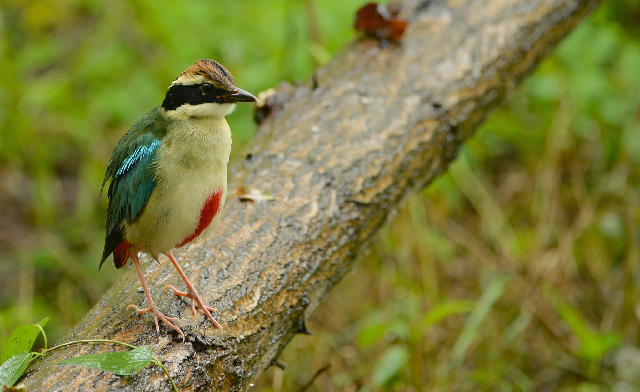 Nikon D4 sample photo. Pittidae pittas  photography