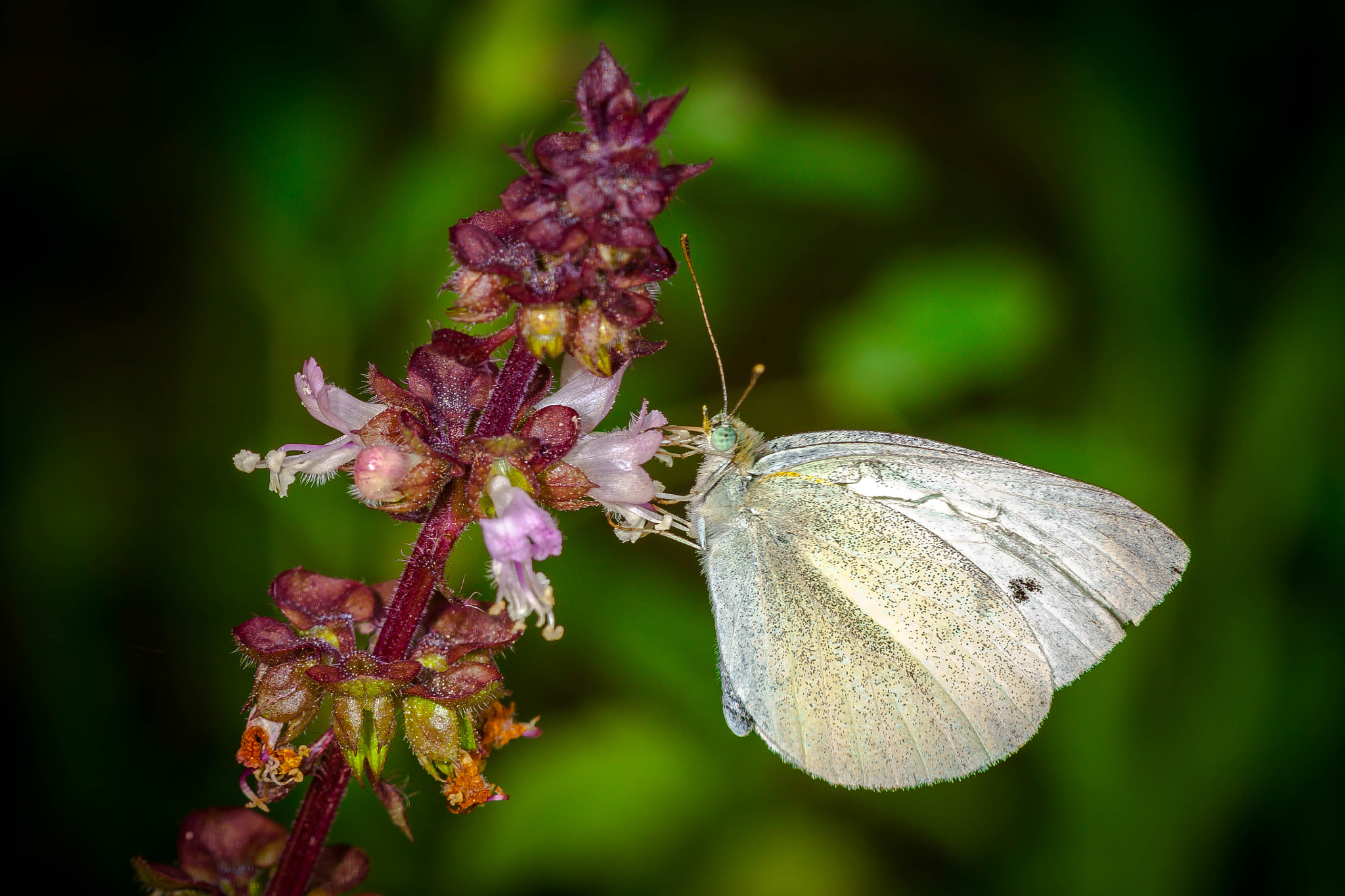 Canon EF 180mm F3.5L Macro USM sample photo. White butterfly photography