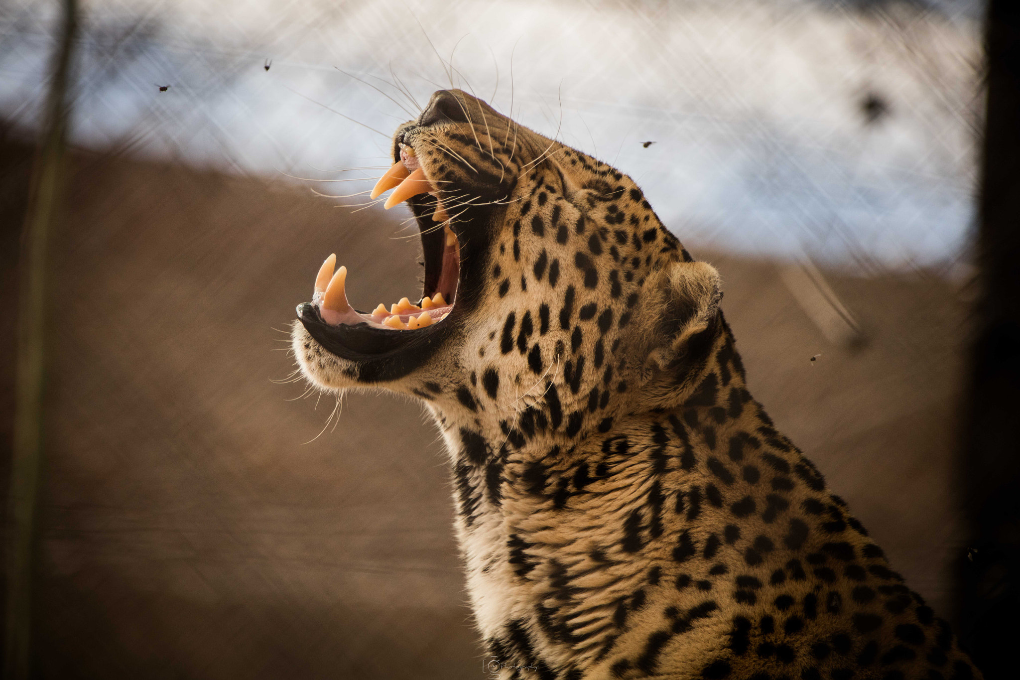 Canon EF 70-200mm F2.8L IS USM sample photo. Roaring leopard photography