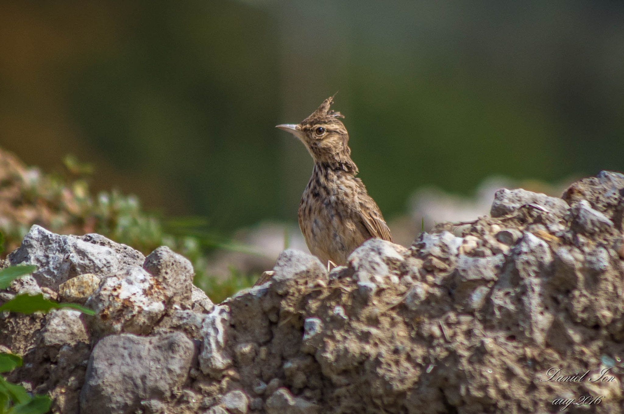 smc PENTAX-FA 80-320mm F4.5-5.6 sample photo. Galerida cristata photography