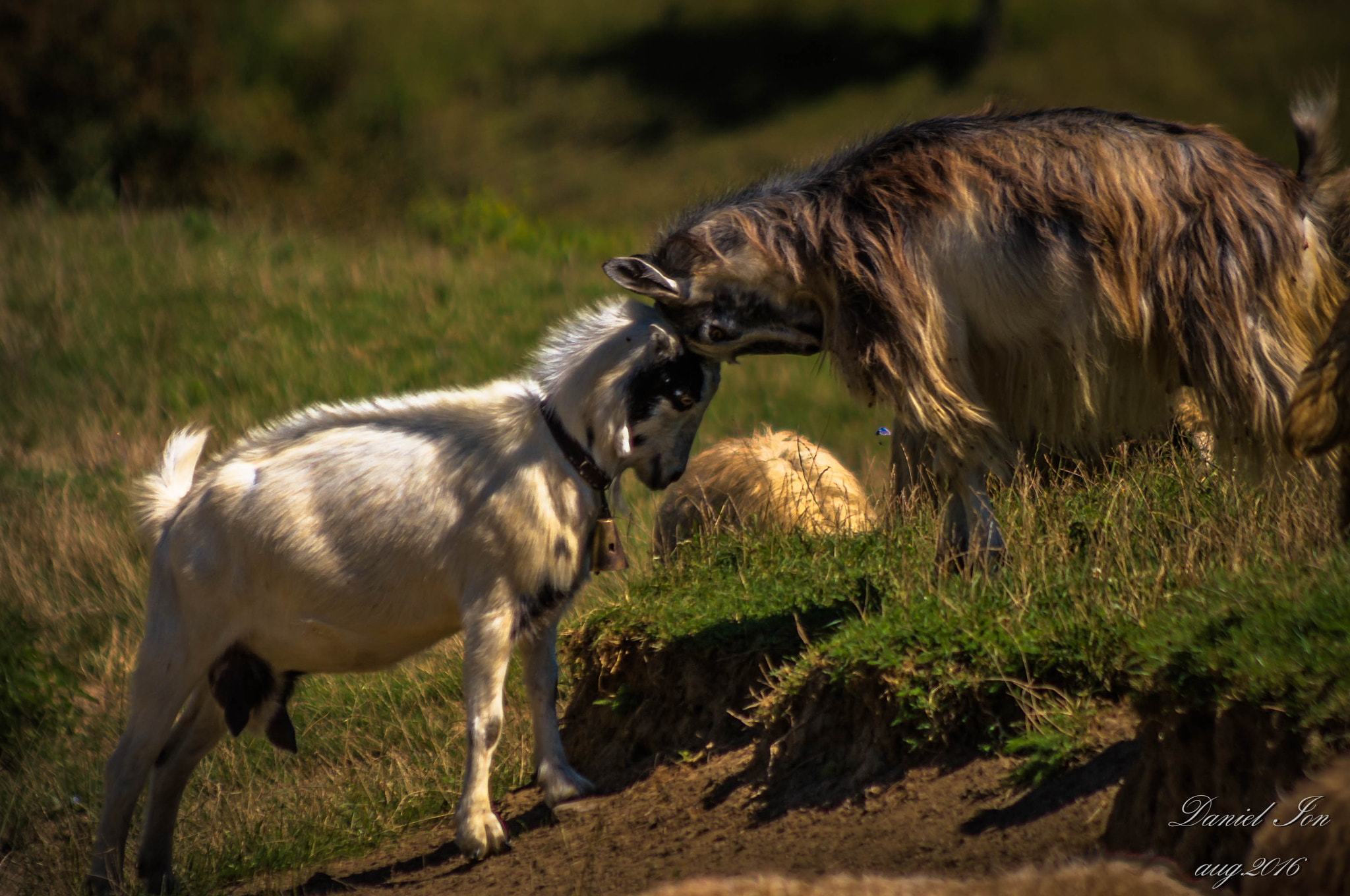 smc PENTAX-FA 80-320mm F4.5-5.6 sample photo. >< photography