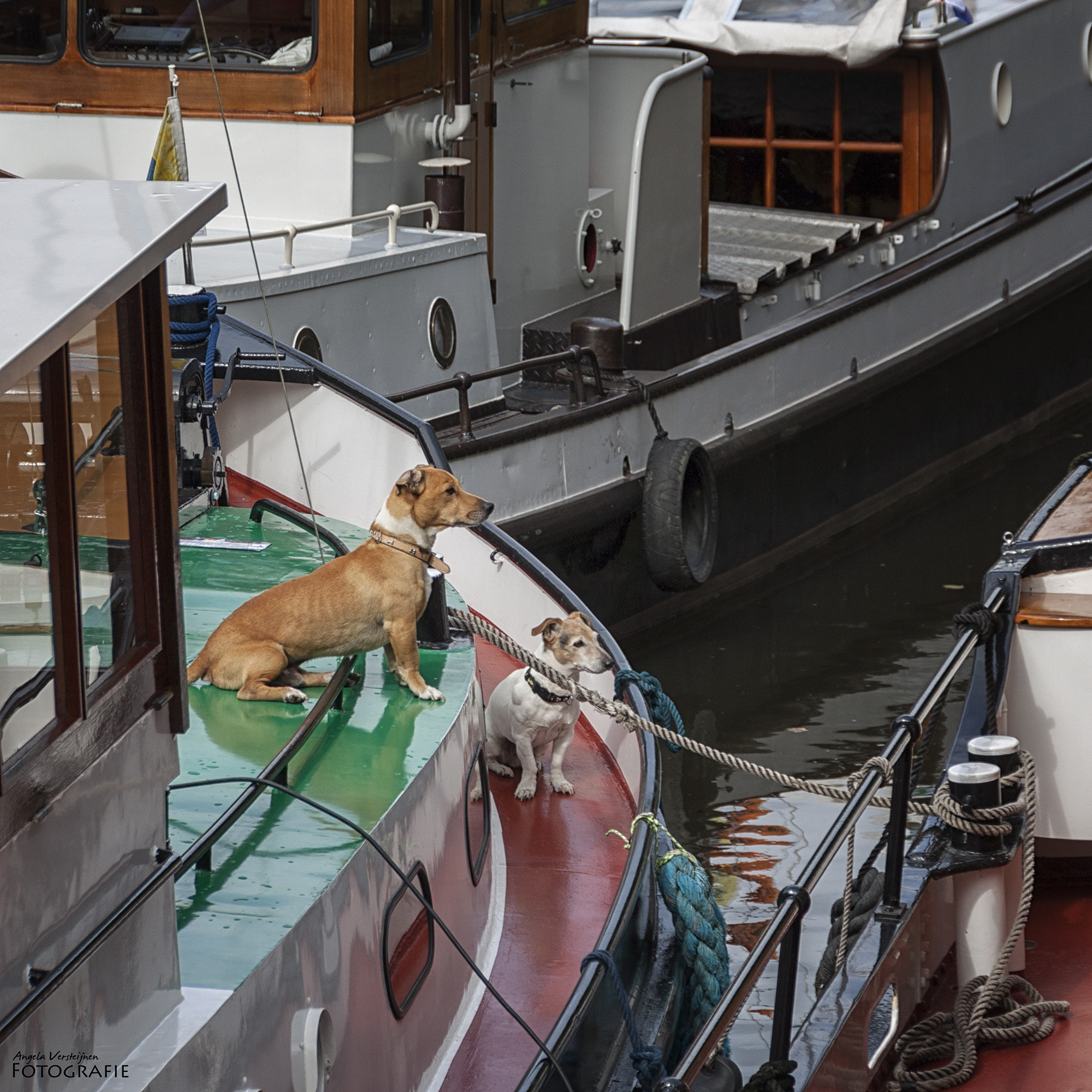 Sigma 18-250mm F3.5-6.3 DC OS HSM sample photo. Maritime festival den bosch photography