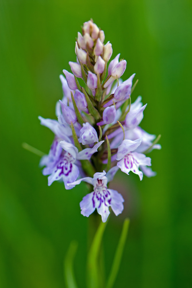 Nikon D200 + Nikon AF-S Micro-Nikkor 105mm F2.8G IF-ED VR sample photo. Early purple orchid photography