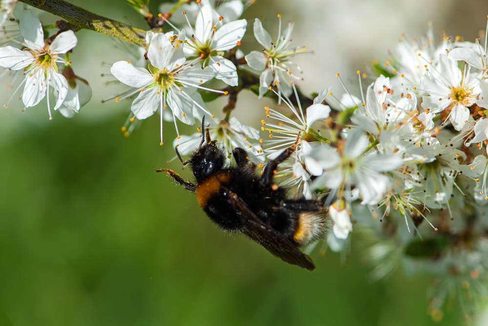 Nikon D200 sample photo. Bee product. photography