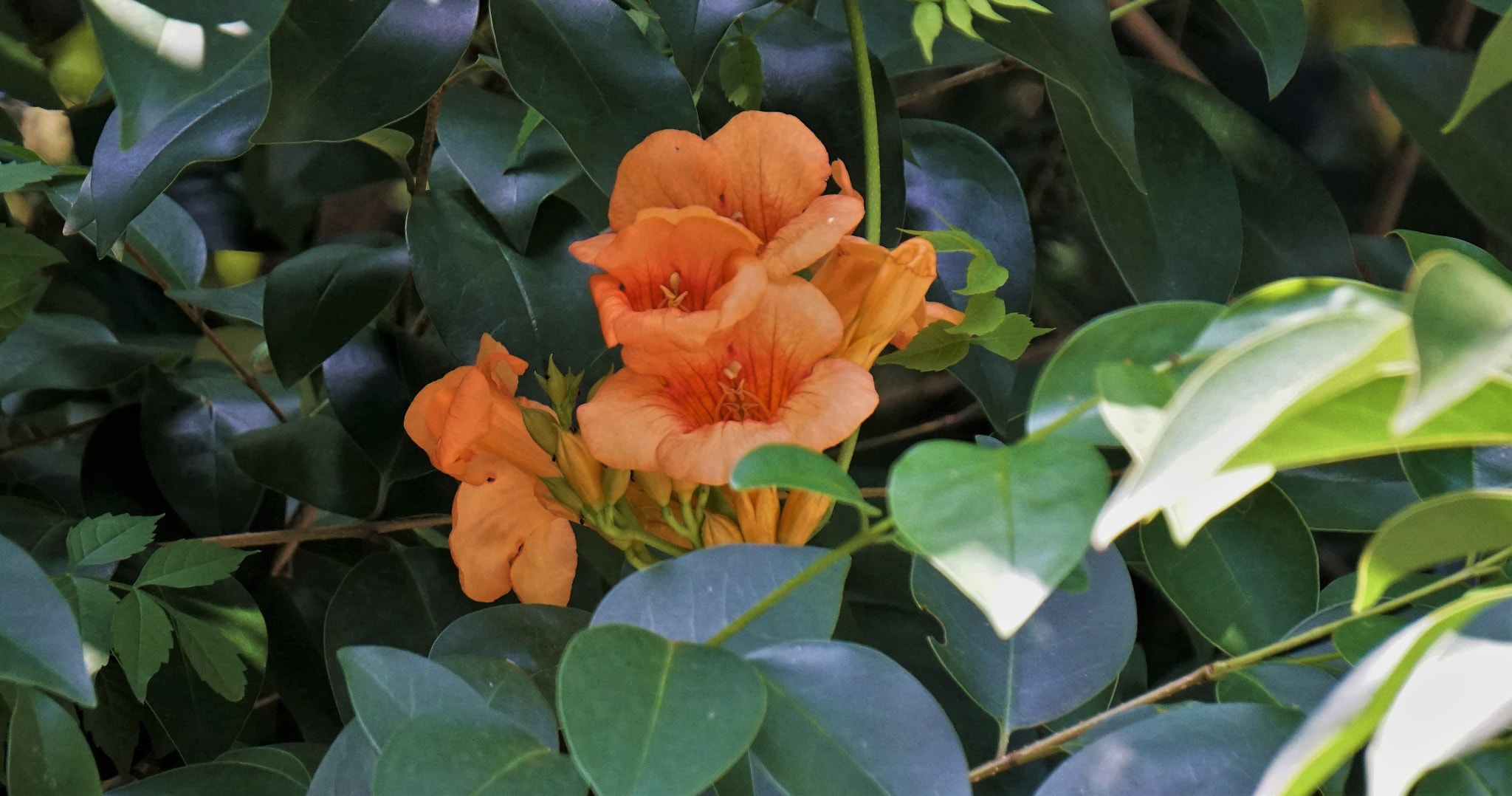 Sony E 55-210mm F4.5-6.3 OSS sample photo. Orange in green photography