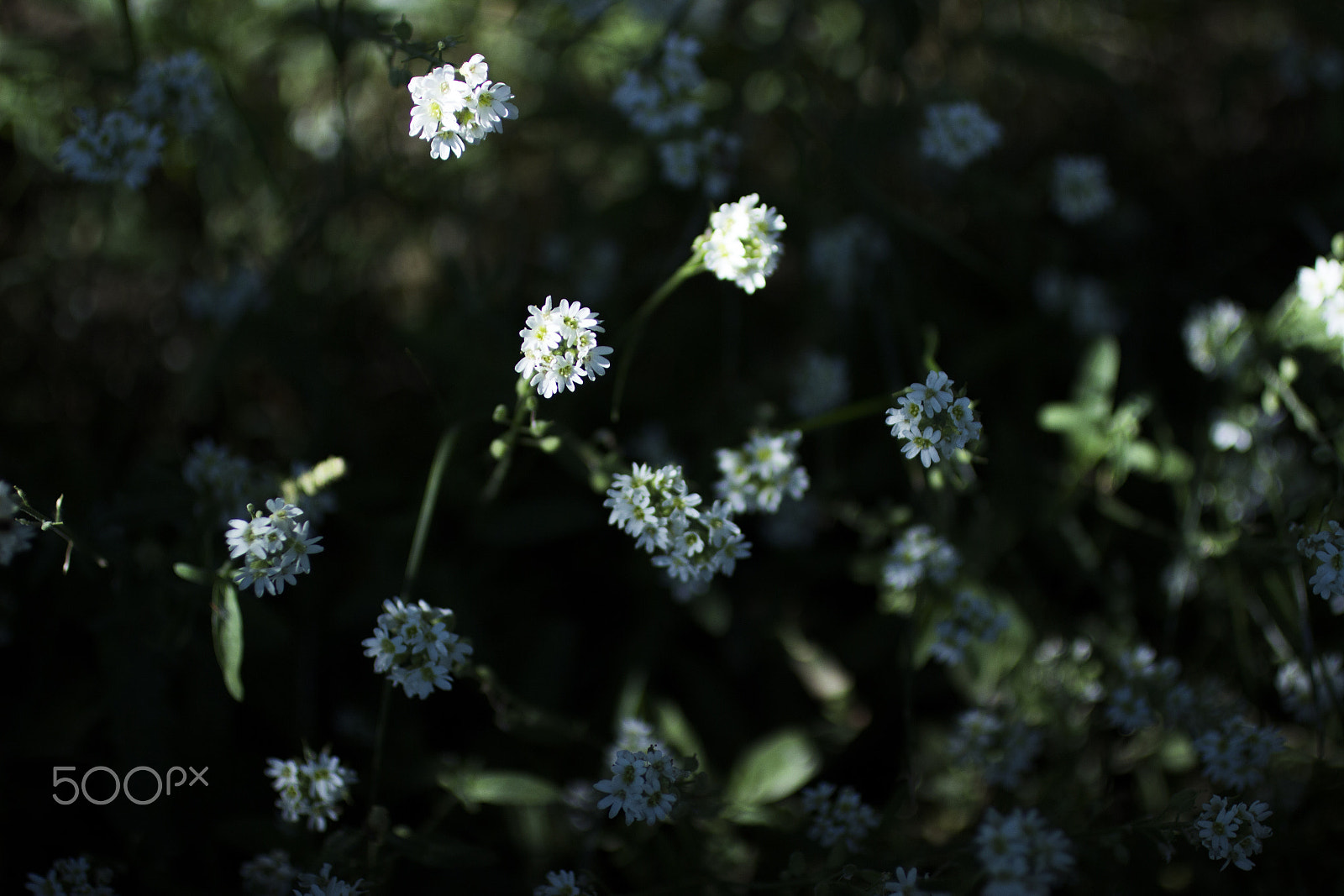 Canon EOS 600D (Rebel EOS T3i / EOS Kiss X5) + Canon EF 50mm F2.5 Macro sample photo. Last day of summer photography