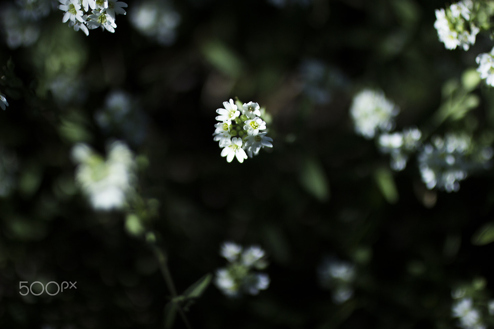 Canon EOS 600D (Rebel EOS T3i / EOS Kiss X5) + Canon EF 50mm F2.5 Macro sample photo. Last day of summer photography