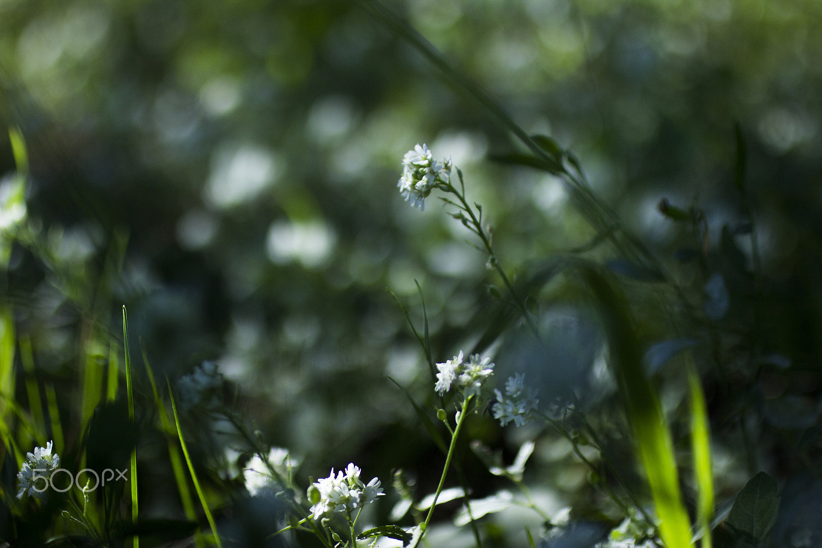 Canon EOS 600D (Rebel EOS T3i / EOS Kiss X5) + Canon EF 50mm F2.5 Macro sample photo. Last day of summer photography