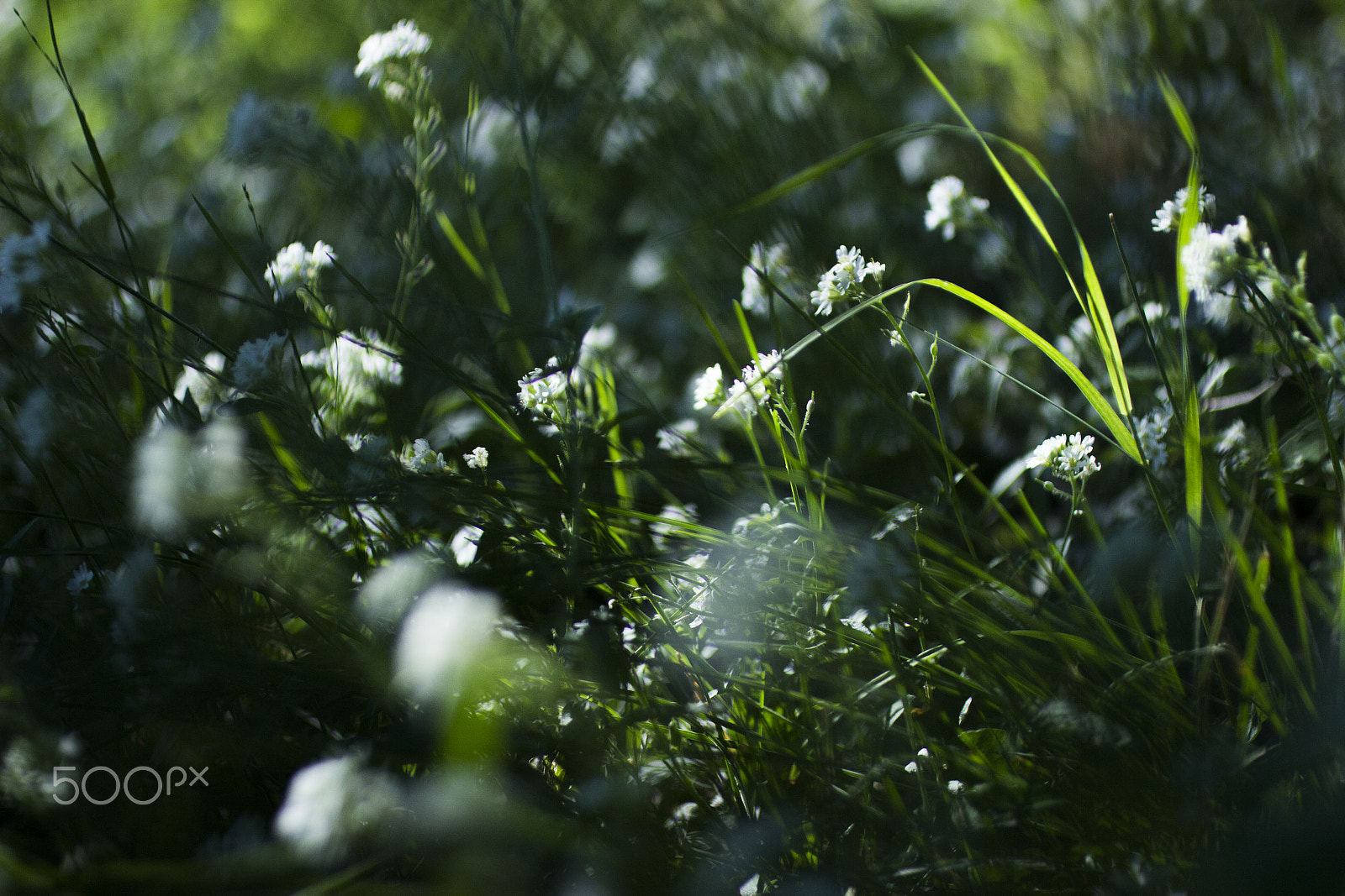 Canon EOS 600D (Rebel EOS T3i / EOS Kiss X5) + Canon EF 50mm F2.5 Macro sample photo. Last day of summer photography