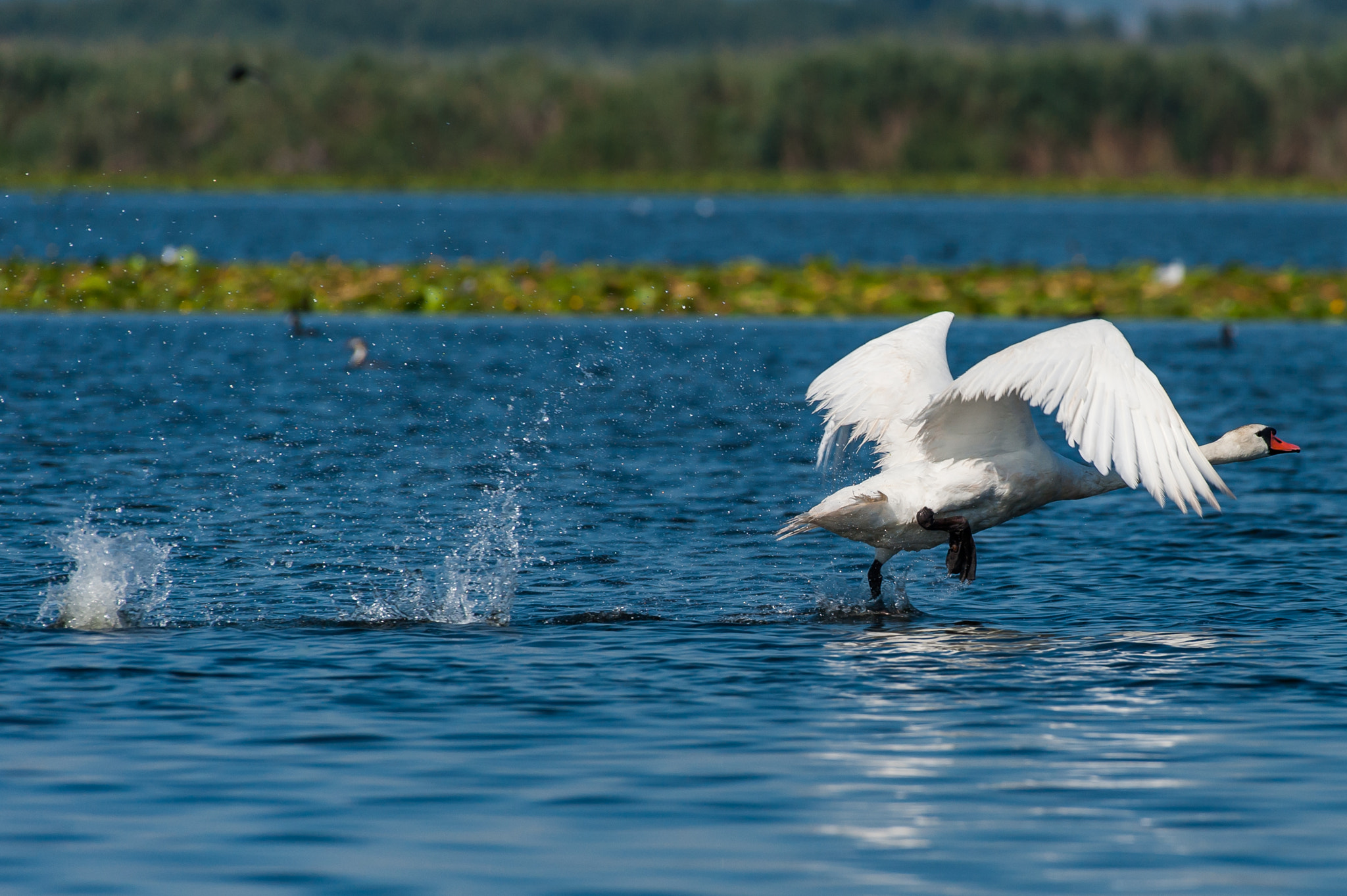 Nikon AF-S Nikkor 200-500mm F5.6E ED VR sample photo. Marcher sur l'eau photography