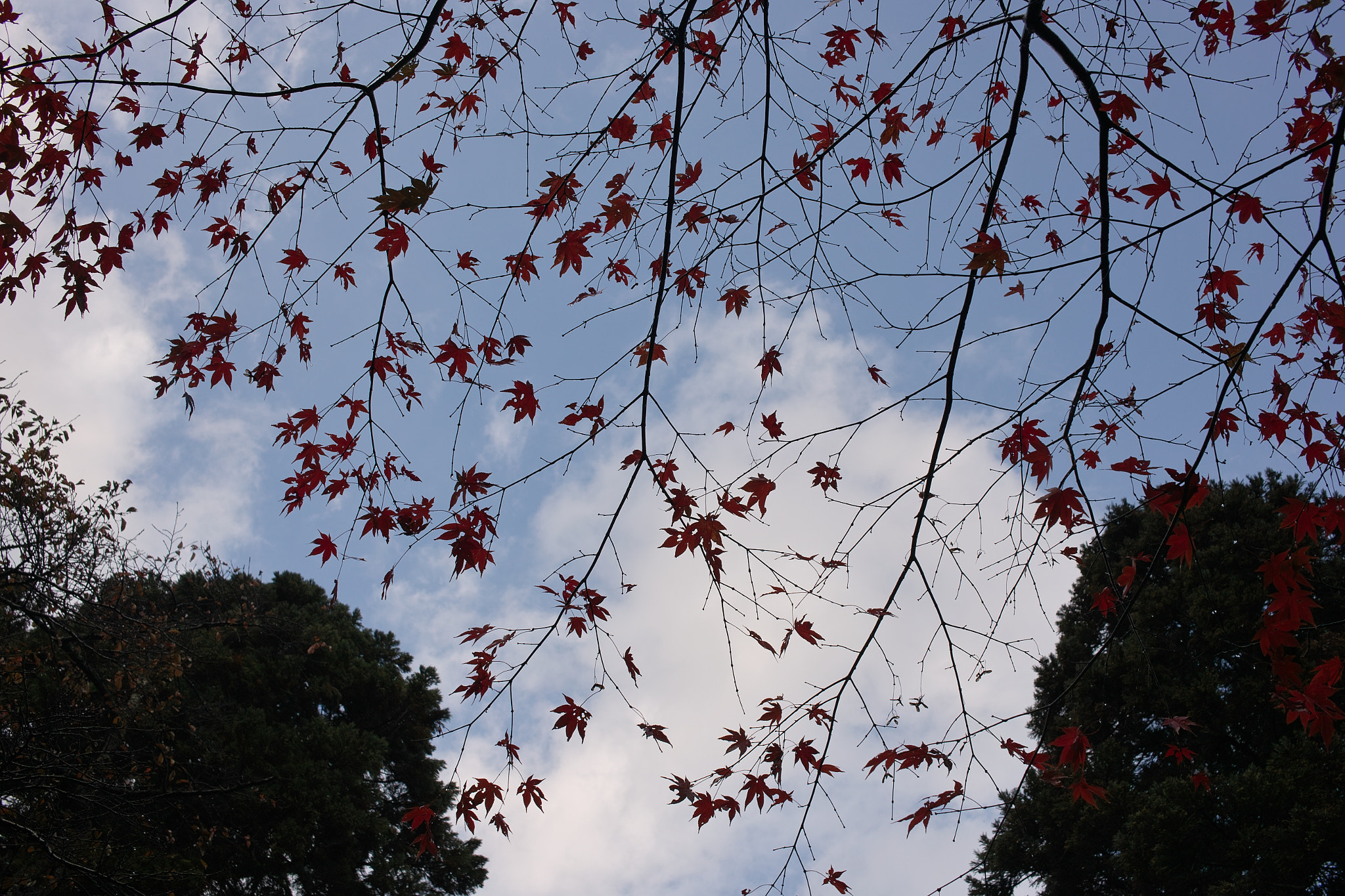 Sigma DP2x sample photo. Sky and maple leaf photography