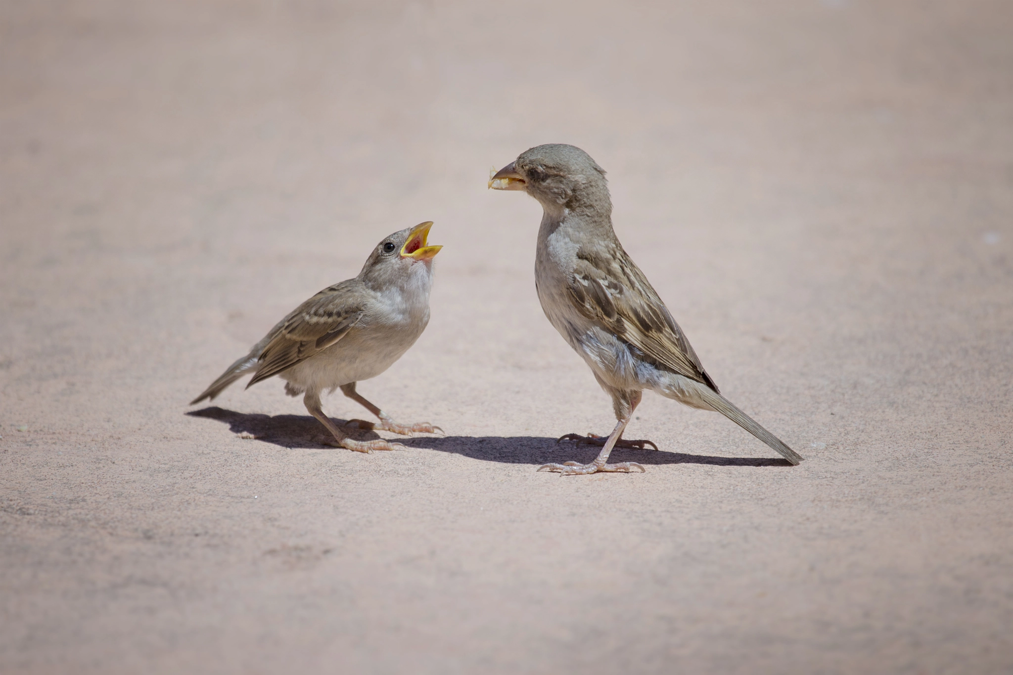 Canon EF 100-400mm F4.5-5.6L IS USM sample photo. Father sparrow feeding his kid photography