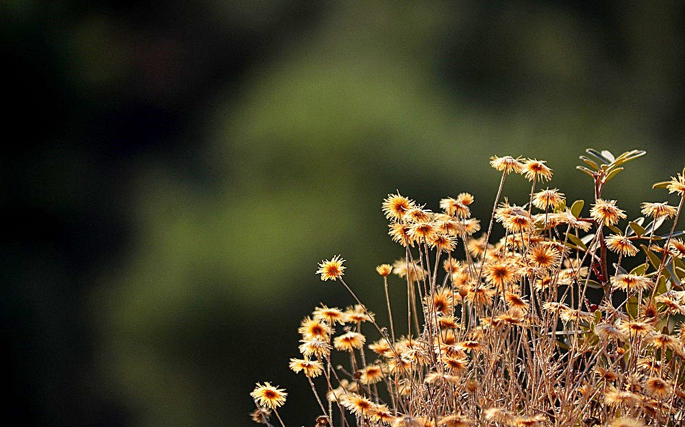 Sigma 70-300mm F4-5.6 APO Macro Super II sample photo. Septembre - nature - detail photography