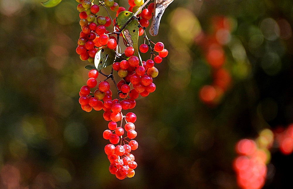 Sigma 70-300mm F4-5.6 APO Macro Super II sample photo. Septembre - nature - detail photography