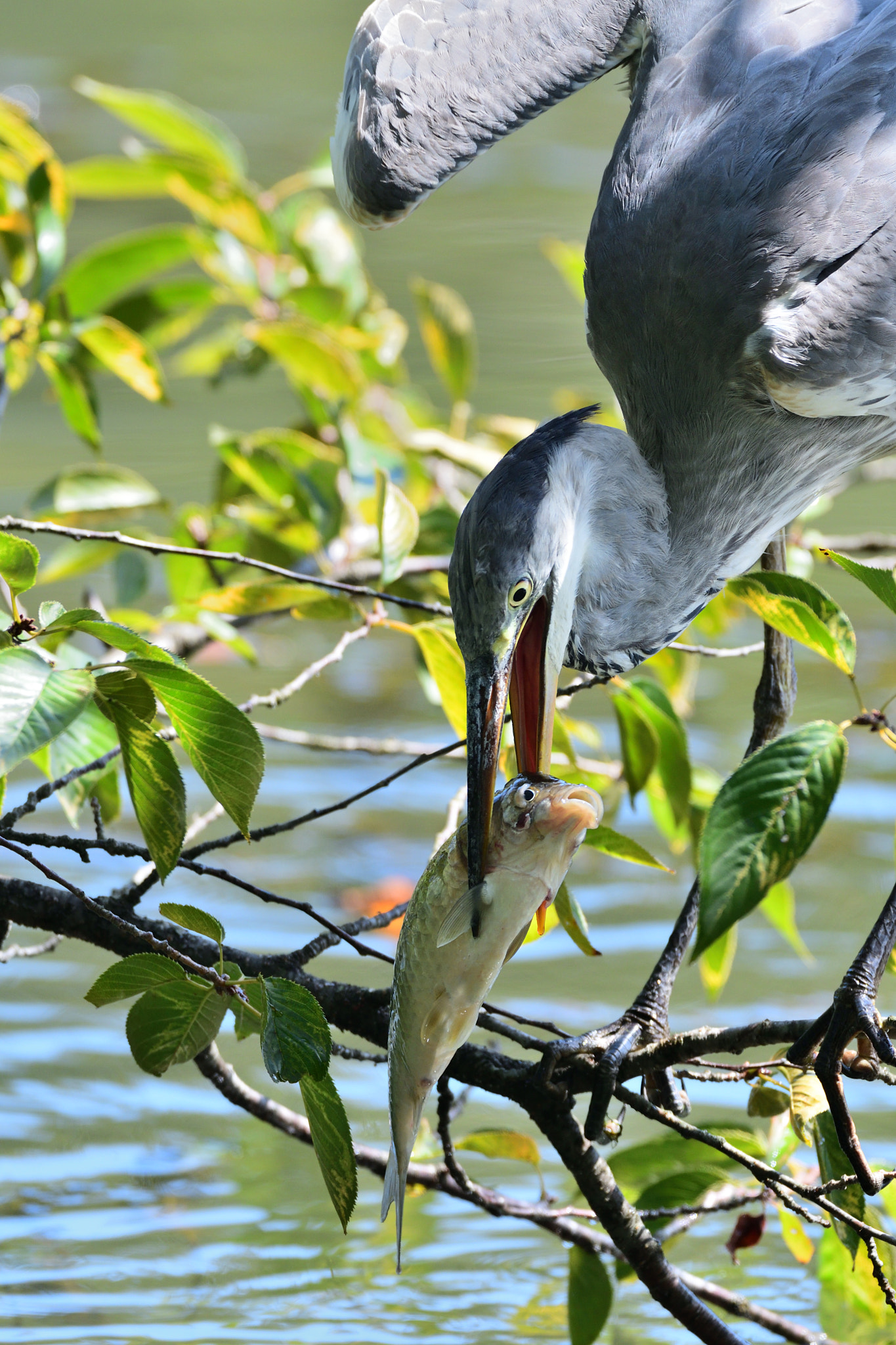 Sigma 500mm F4.5 EX DG HSM sample photo. Grey heron photography