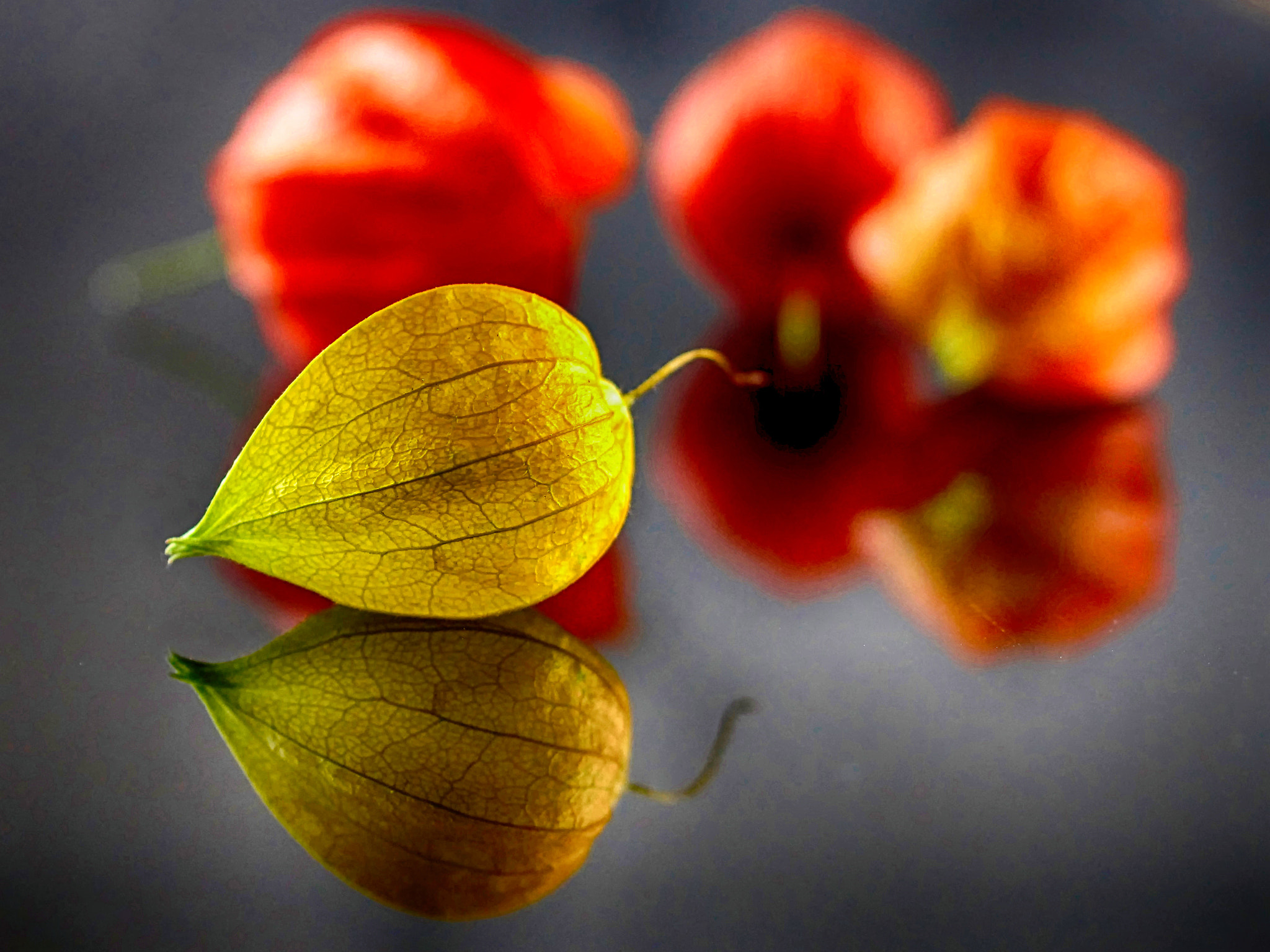 Sony SLT-A65 (SLT-A65V) + 90mm F2.8 Macro SSM sample photo. Lampionblume photography