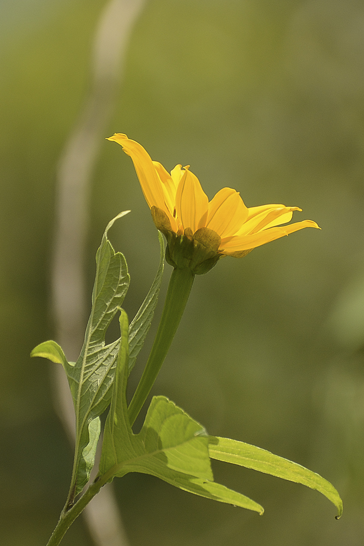 Nikon D7100 + Sigma 70-300mm F4-5.6 DG Macro sample photo