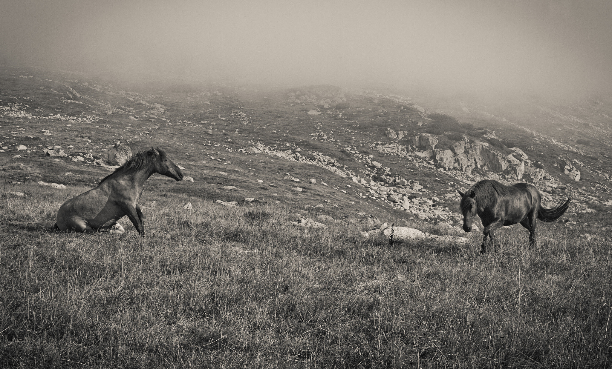 Canon EOS 7D + Canon EF 16-35mm F4L IS USM sample photo. Wild hearts photography