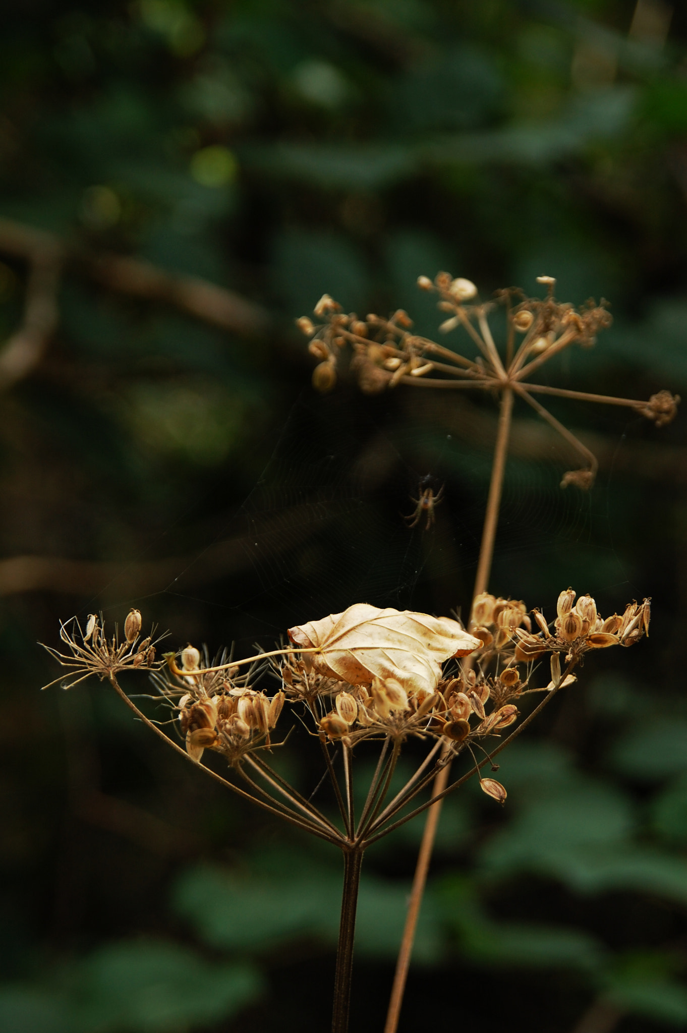 Nikon D40 + Sigma 18-200mm F3.5-6.3 DC sample photo. Out in the country photography