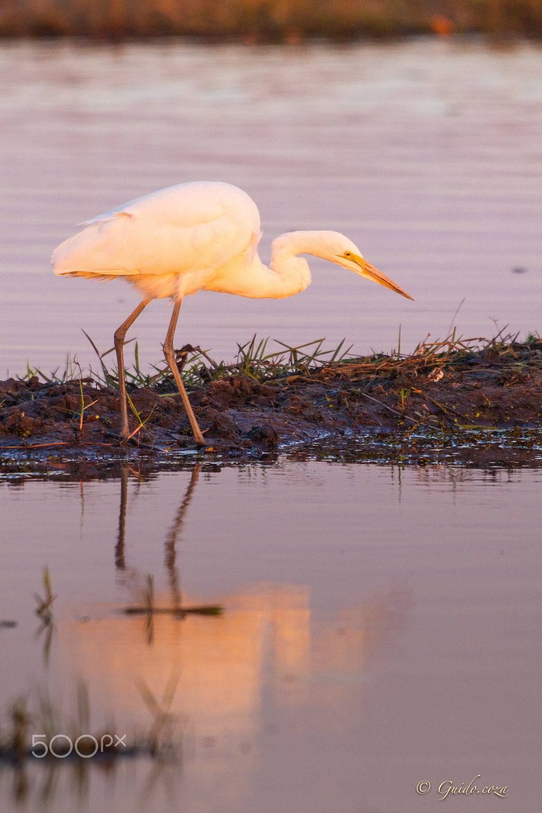 Canon EOS-1D Mark IV + Canon EF 300mm F4L IS USM sample photo. Egret befor breakfast photography