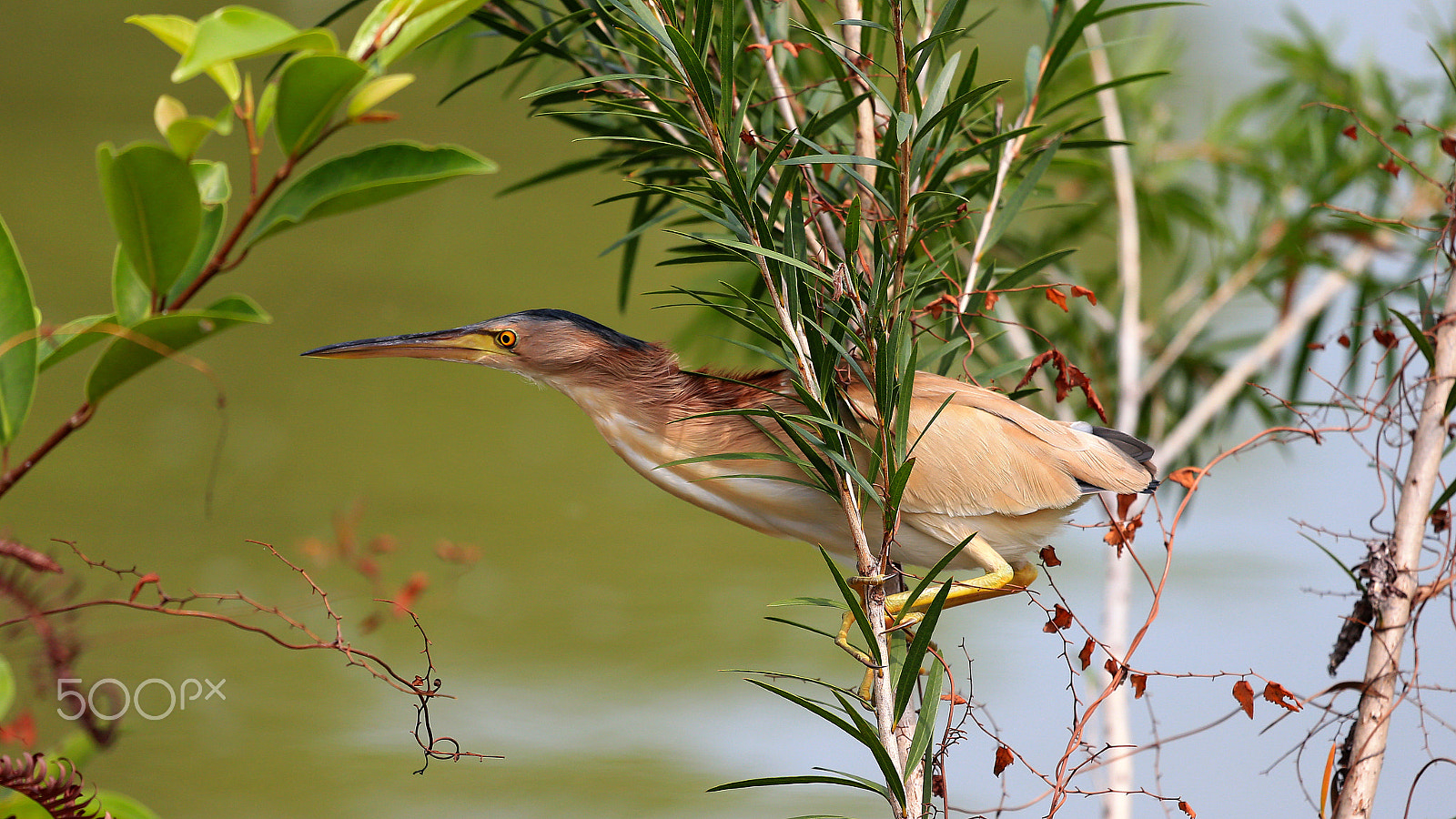 Canon EF 100-400mm F4.5-5.6L IS USM sample photo. Yellow bittern photography