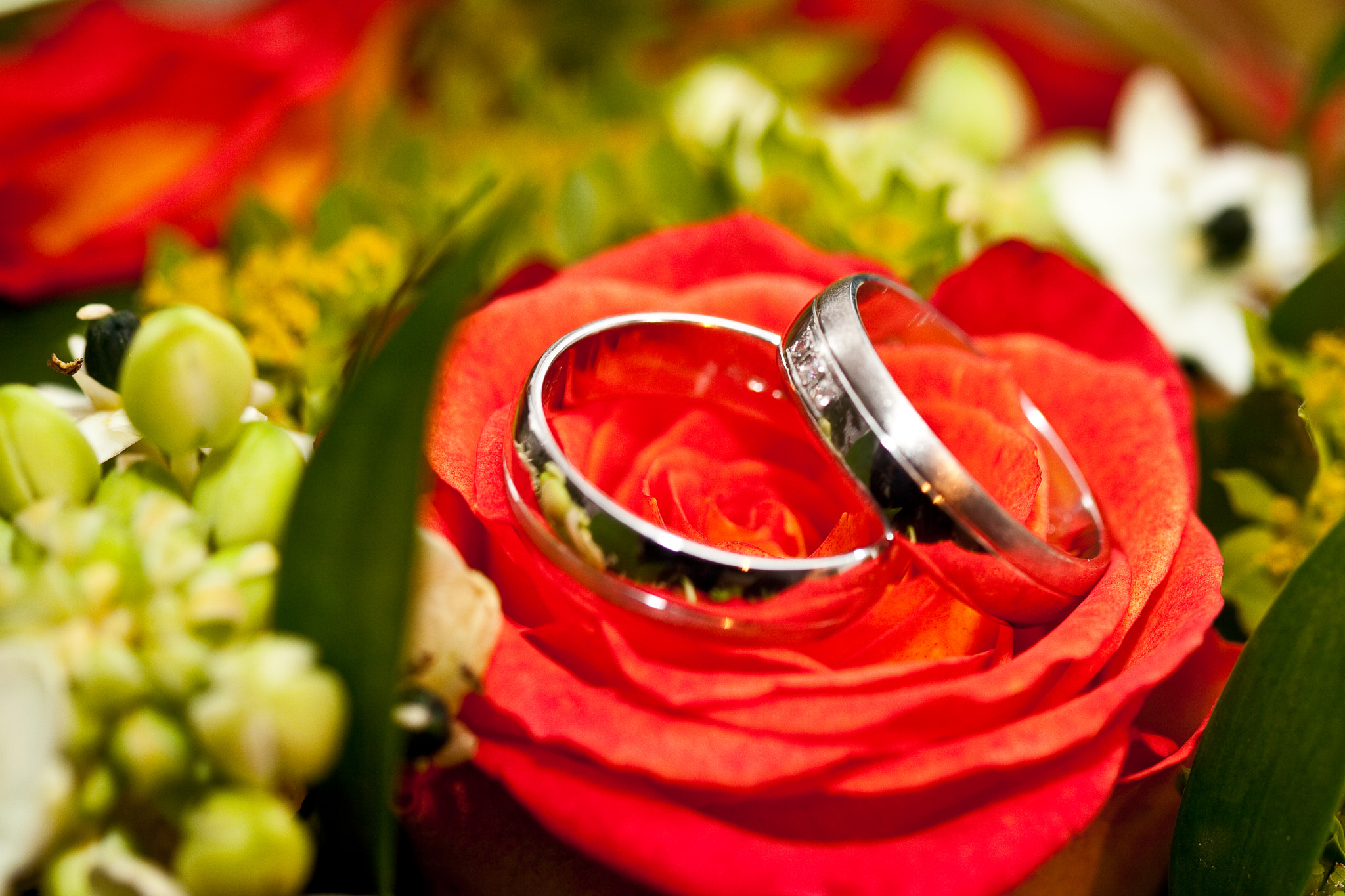 Canon EF 100mm F2.8 Macro USM sample photo. Img photography