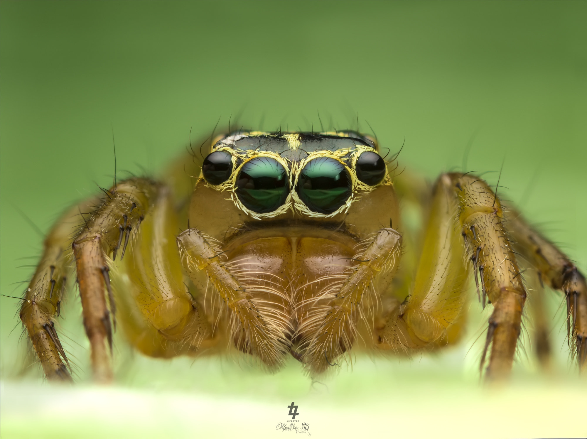 Canon MP-E 65mm F2.5 1-5x Macro Photo sample photo. Jumping spider photography